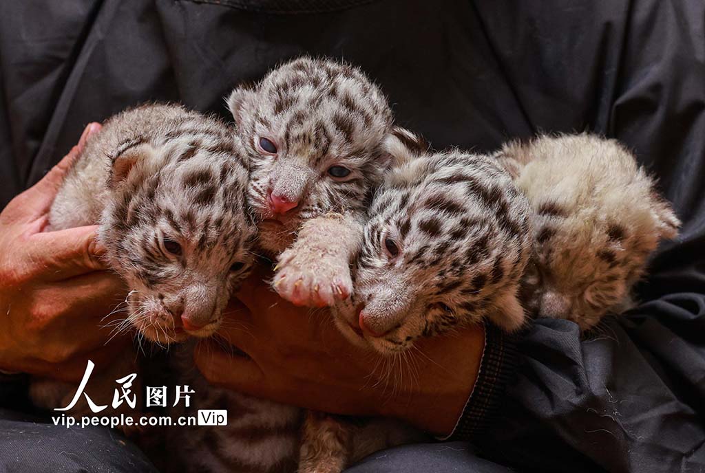 縦模様のない珍しいホワイトタイガーが誕生　確率は10萬分の1