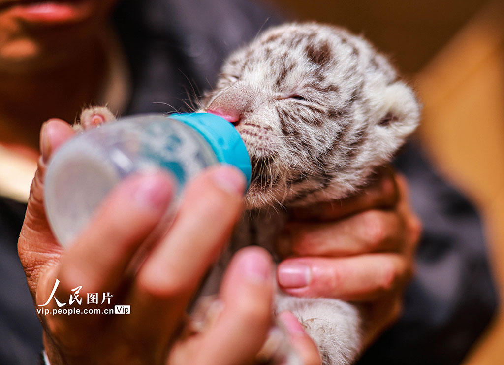 縦模様のない珍しいホワイトタイガーが誕生　確率は10萬(wàn)分の1