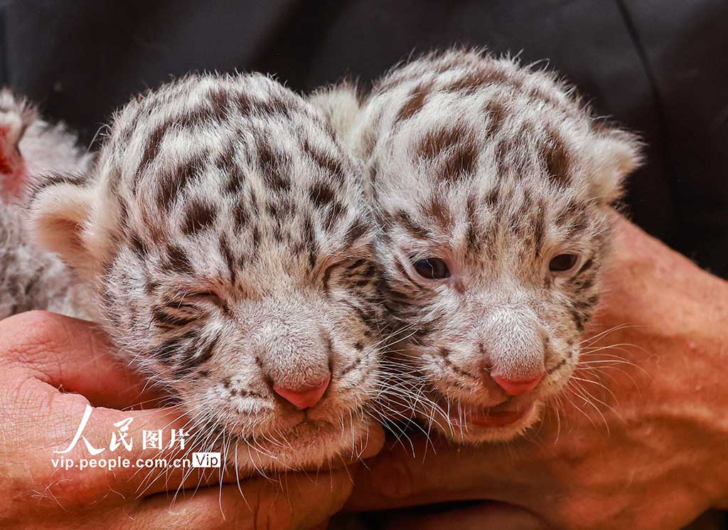 縦模様のない珍しいホワイトタイガーが誕生　確率は10萬分の1