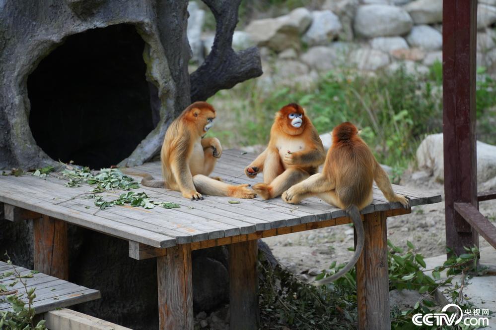 「トキの里」を訪ねて　陝西省漢中市