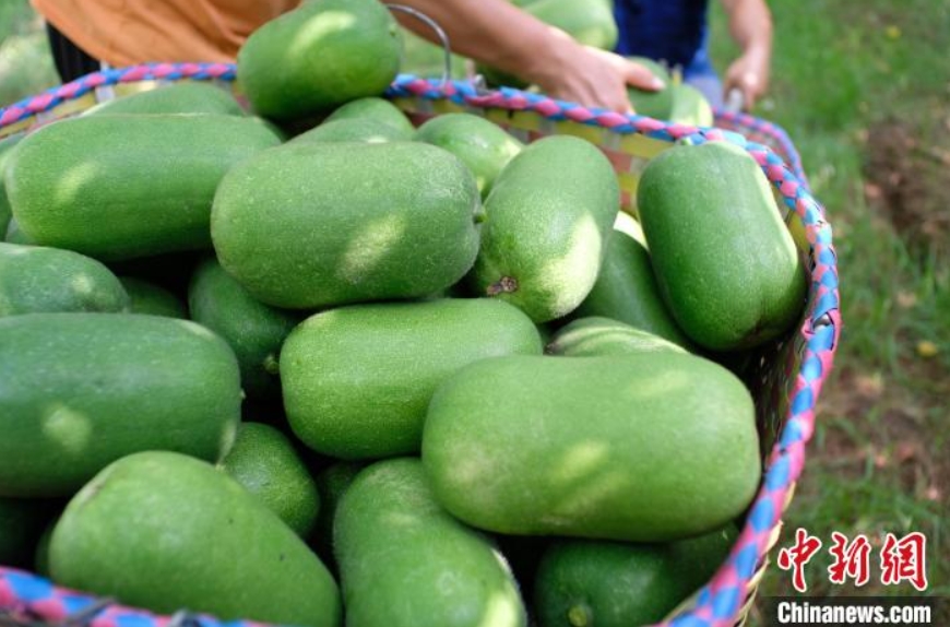 手のひらサイズ！ASEAN諸國にも輸出されている広西産のミニ冬瓜