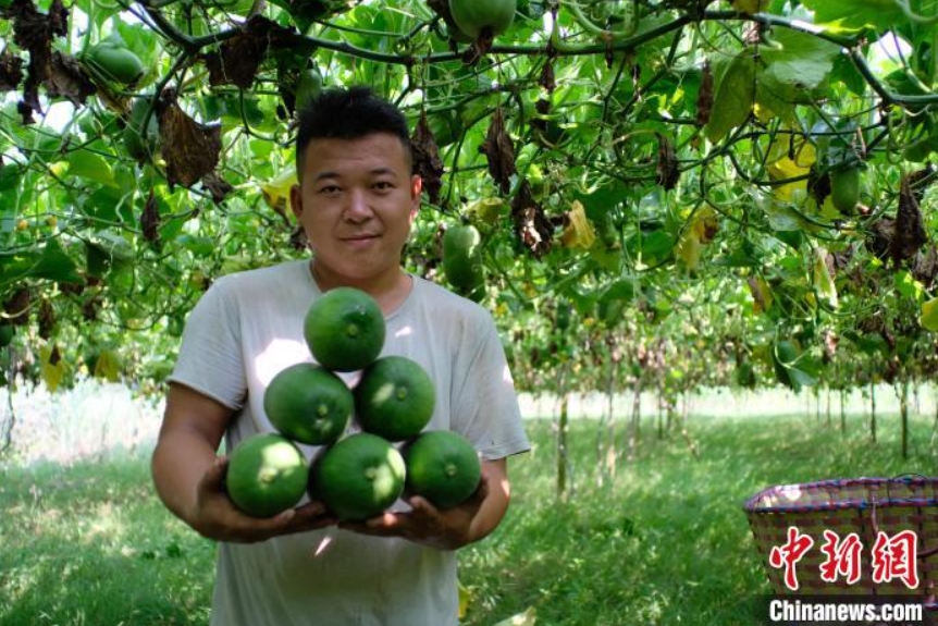 手のひらサイズ！ASEAN諸國(guó)にも輸出されている広西産のミニ冬瓜