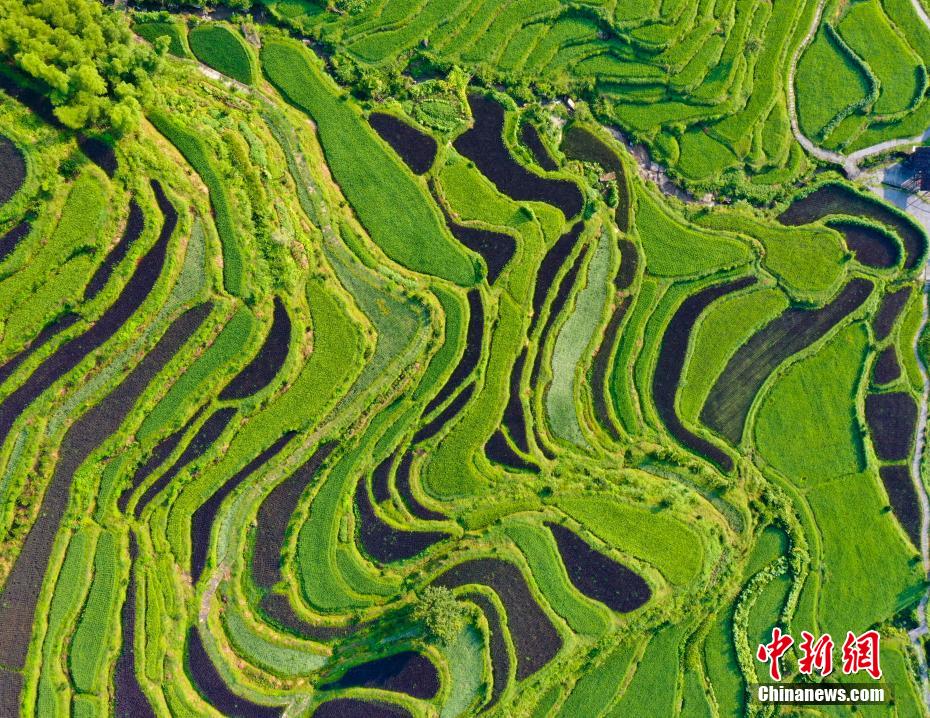 まさに壯観！上空から見た江嶺棚田　江西省婺源