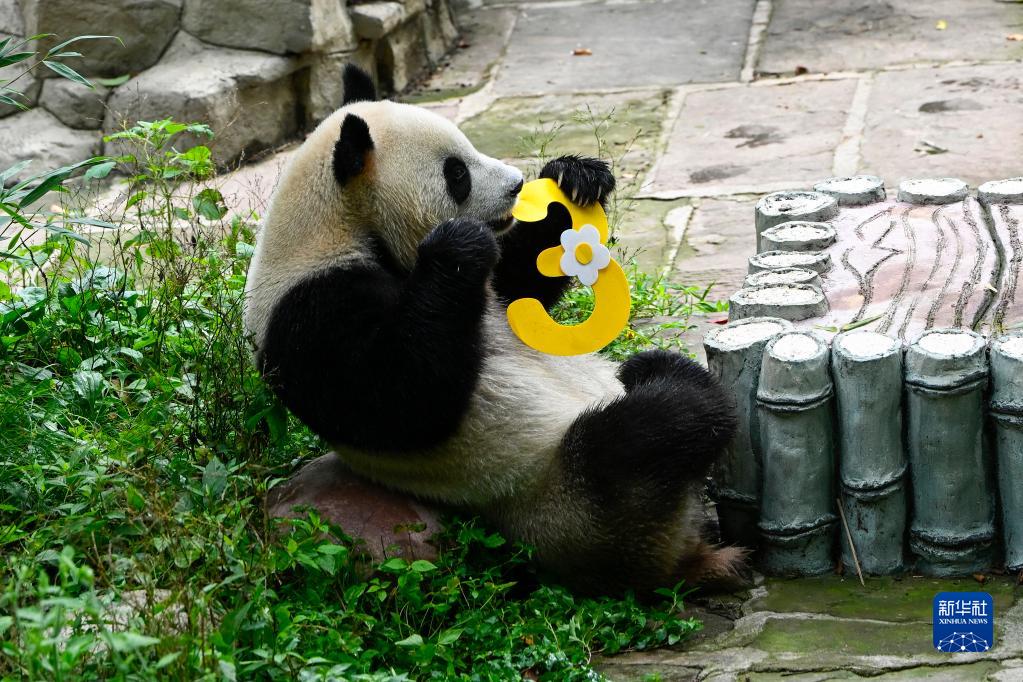 パンダの3歳の誕生日記念したデジタルミュージック?コレクションをリリース　四川雅安