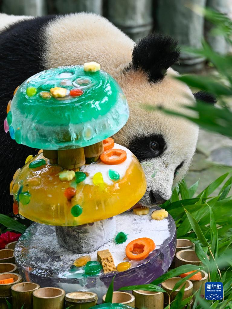 パンダの3歳の誕生日記念したデジタルミュージック?コレクションをリリース　四川雅安