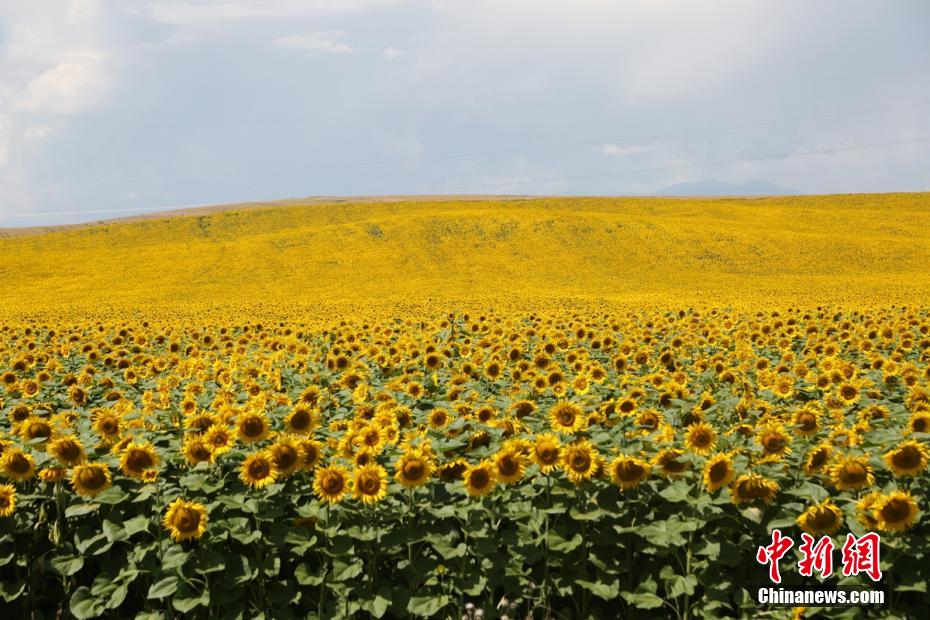 満開を迎えた広大なヒマワリ畑　新疆