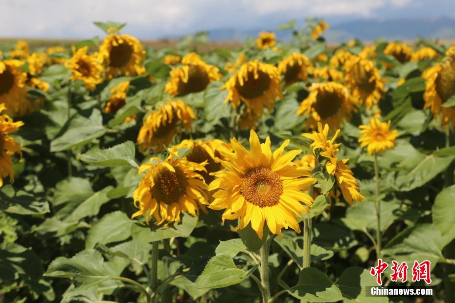 満開を迎えた広大なヒマワリ畑　新疆