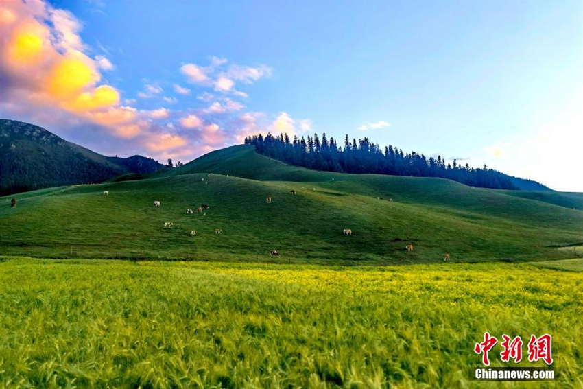 七夕の日に祁連山に広がる色鮮やかな夕焼け　青海省