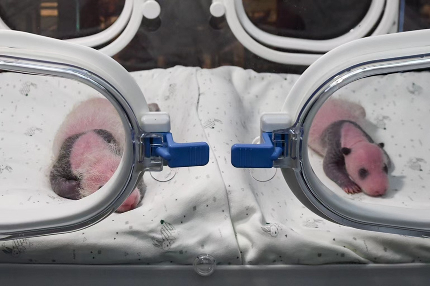 海外から帰國したパンダ「二順」が生んだ雙子パンダ、すくすく育つ　重慶