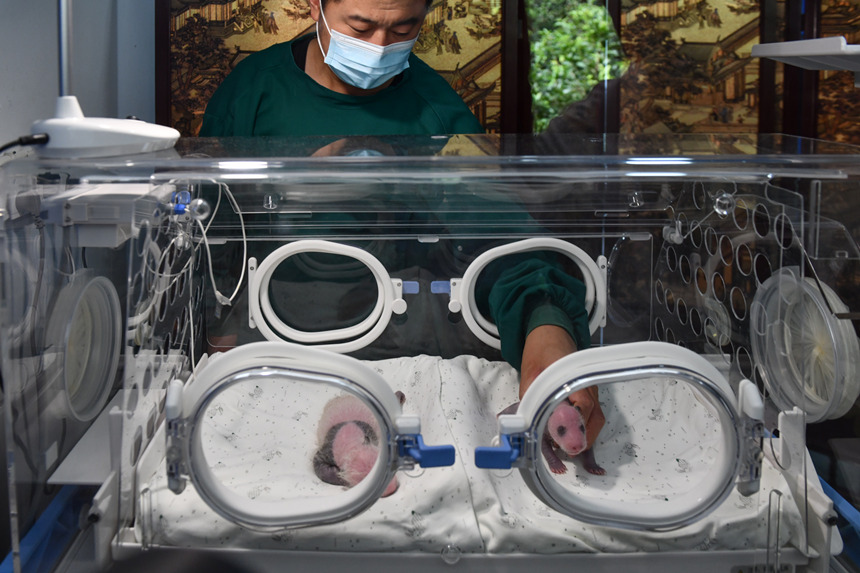 海外から帰國したパンダ「二順」が生んだ雙子パンダ、すくすく育つ　重慶