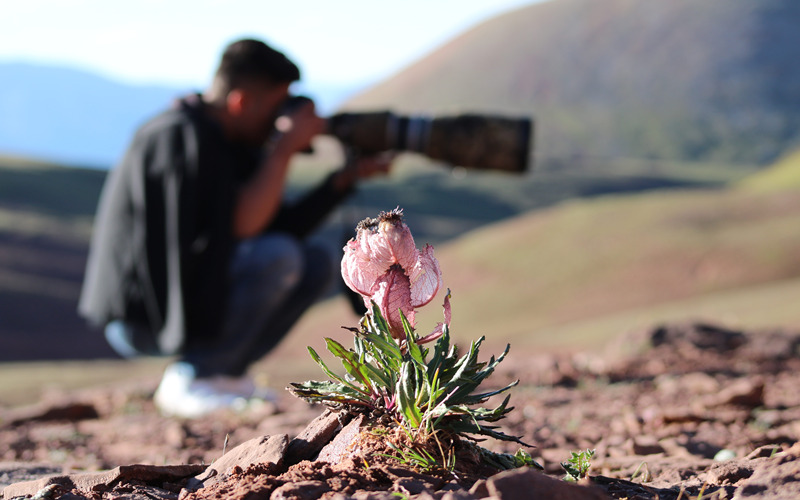 青海省昂賽大峽谷で「自然観察フェスティバル」開始　動(dòng)植物300種類以上を観察