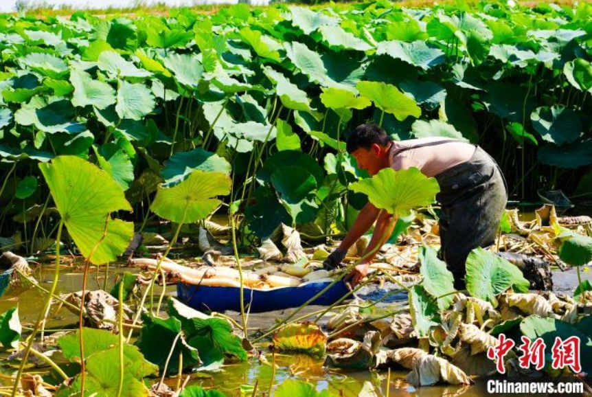 四川省成都から導入したレンコンが豊作に　新疆昌吉市