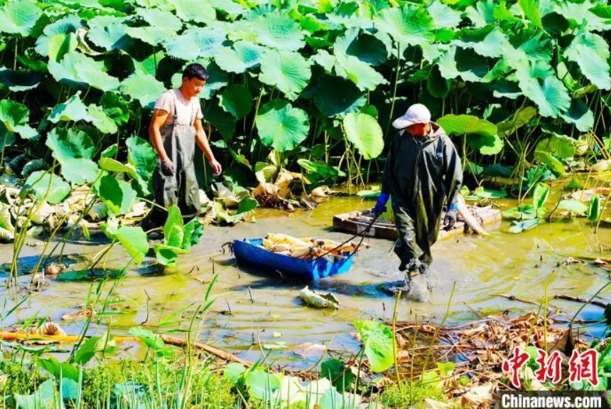 四川省成都から導入したレンコンが豊作に　新疆昌吉市
