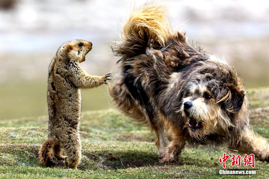 表情豊かな祁連山國家公園の動(dòng)物たち　青海省