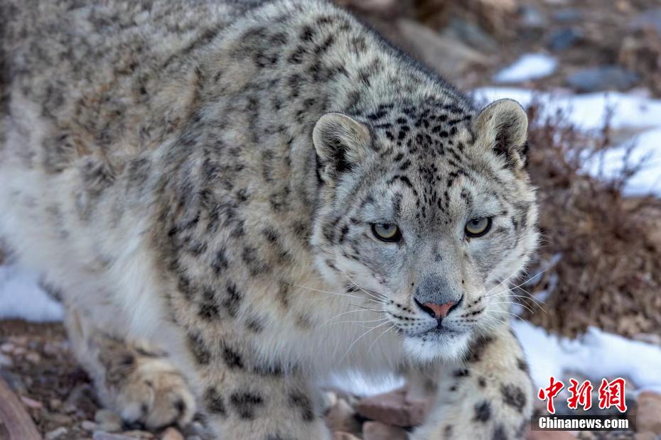表情豊かな祁連山國家公園の動物たち　青海省
