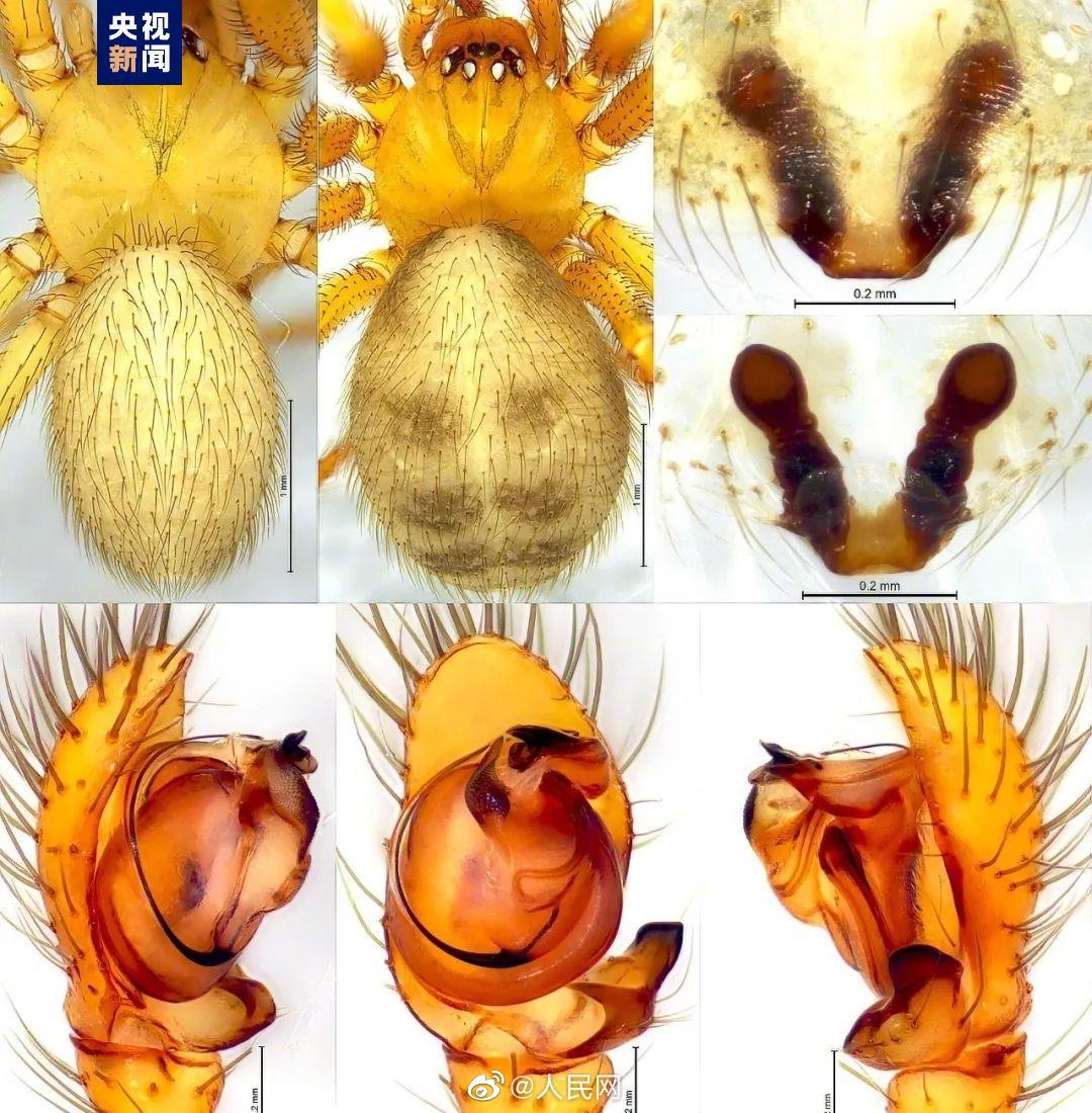 陰條嶺國(guó)家級(jí)自然保護(hù)區(qū)でクモの新種2種見(jiàn)つかる　重慶市
