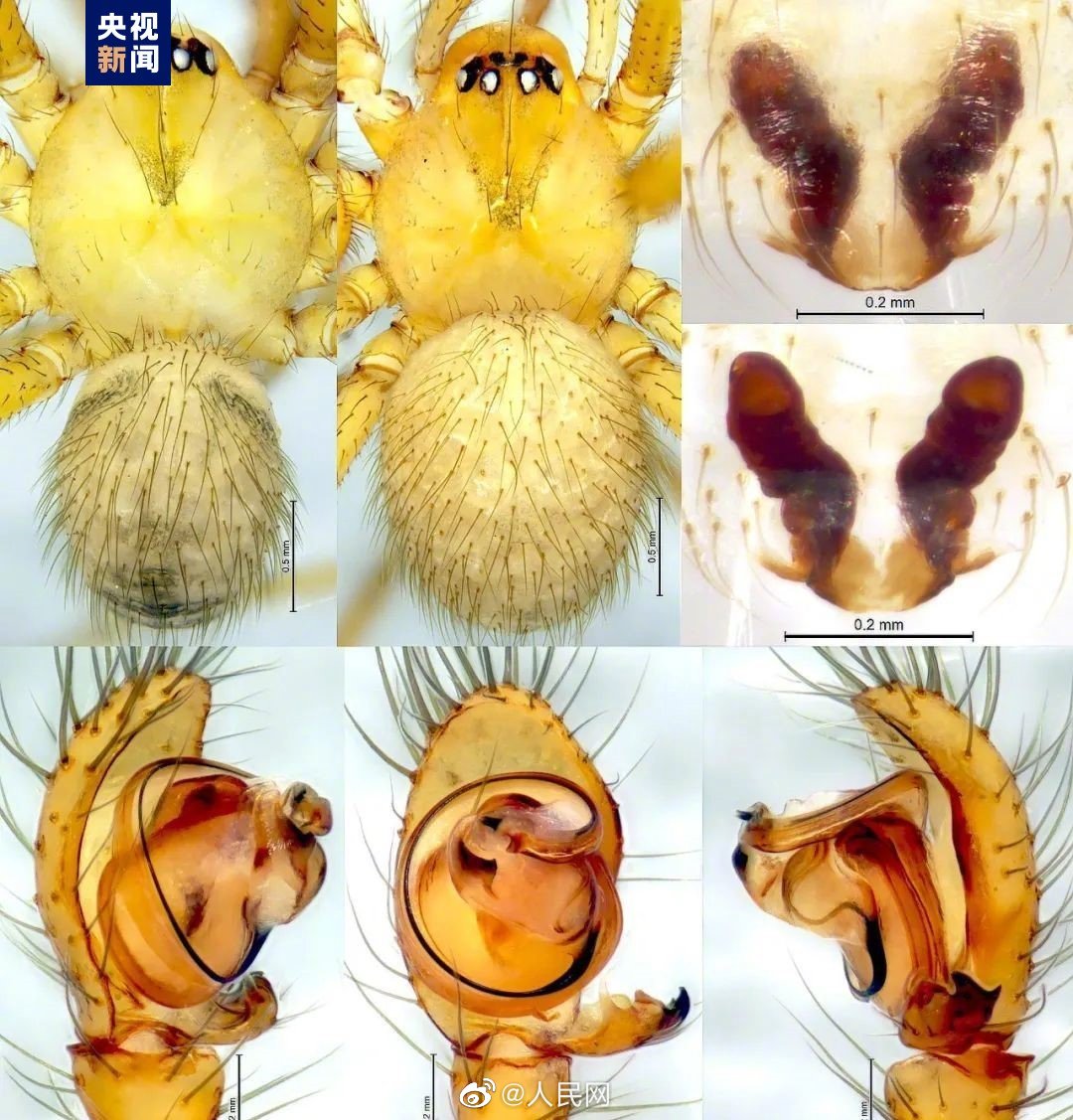 陰條嶺國家級自然保護(hù)區(qū)でクモの新種2種見つかる　重慶市