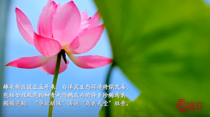 雄安新區(qū)の白洋淀に「鳥(niǎo)の楽園」再び