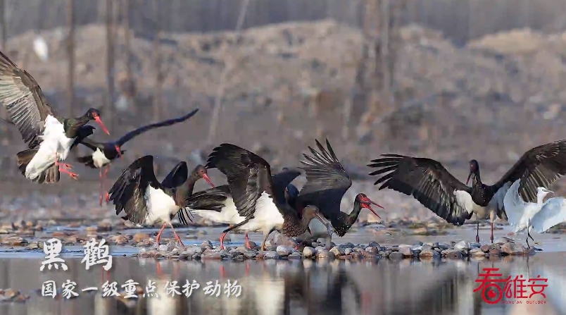 雄安新區(qū)の白洋淀に「鳥の楽園」再び