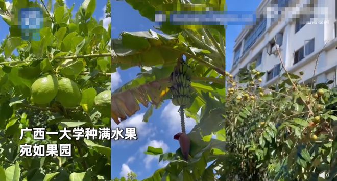 果物がたわわに実る「夢のような大學(xué)」、學(xué)生は自由に食べてOK！　広西