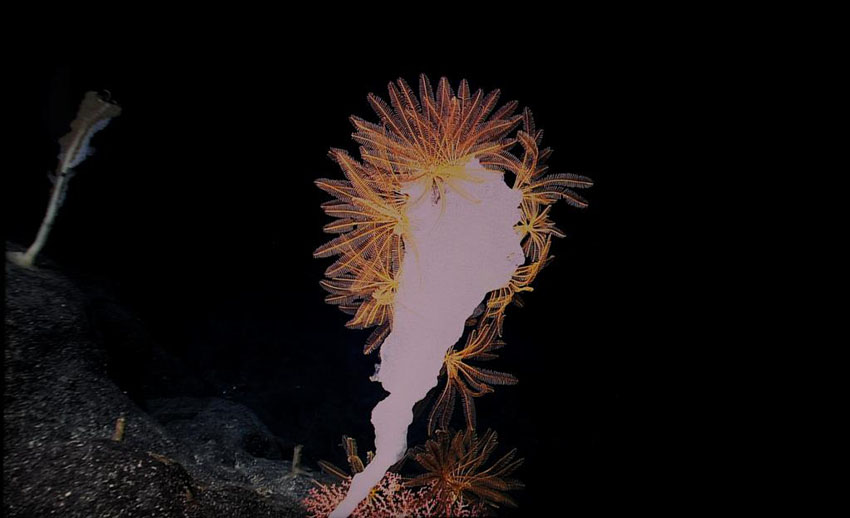 中國の科學(xué)者、西太平洋の海山で一連の新発見