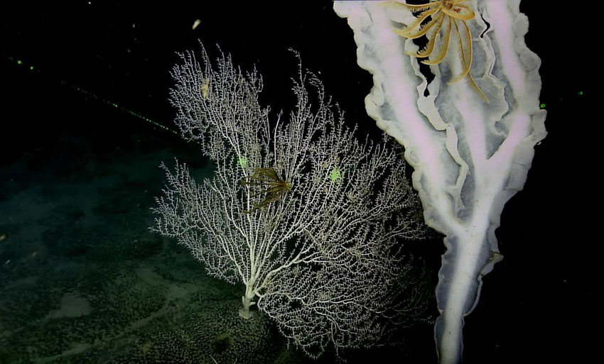 中國(guó)の科學(xué)者、西太平洋の海山で一連の新発見(jiàn)