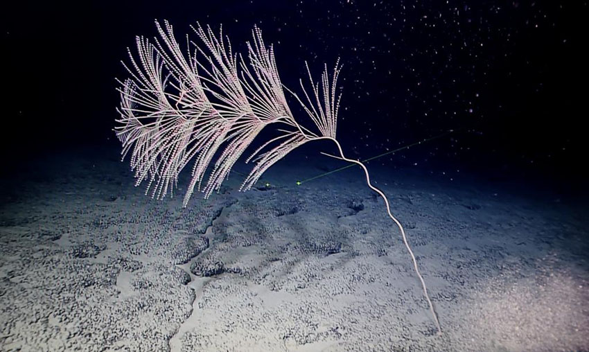 中國(guó)の科學(xué)者、西太平洋の海山で一連の新発見(jiàn)