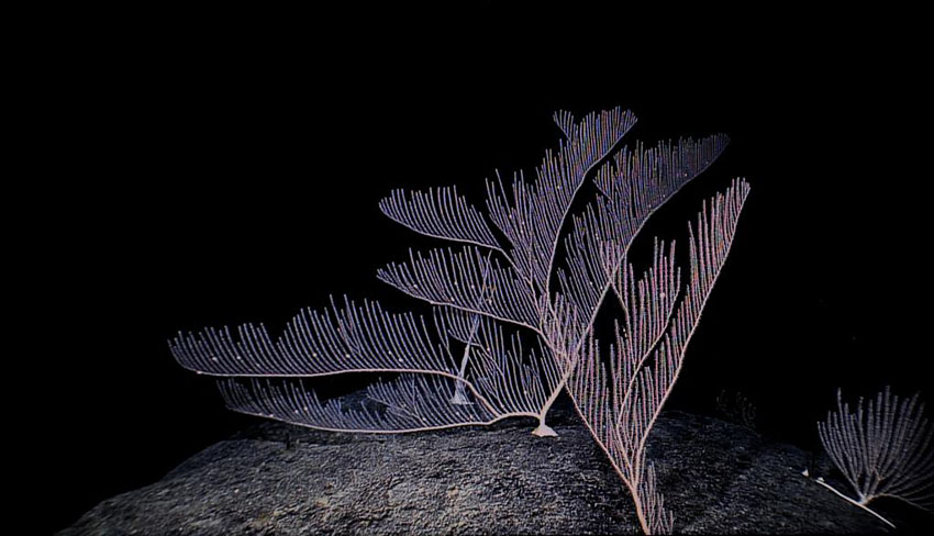 中國の科學(xué)者、西太平洋の海山で一連の新発見