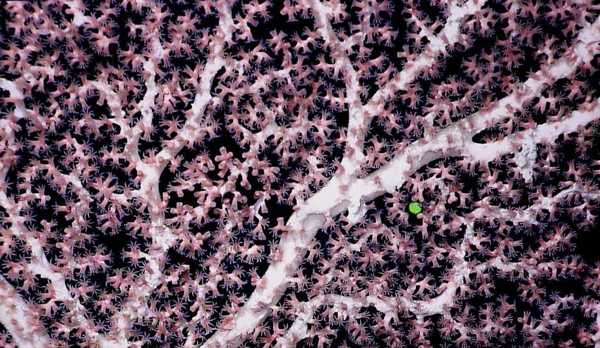 中國の科學(xué)者、西太平洋の海山で一連の新発見