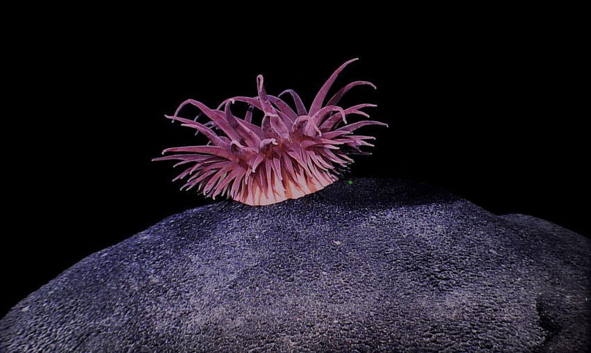 中國(guó)の科學(xué)者、西太平洋の海山で一連の新発見