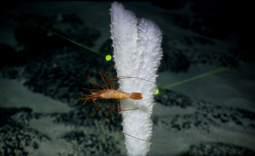 中國の科學者、西太平洋の海山で一連の新発見
