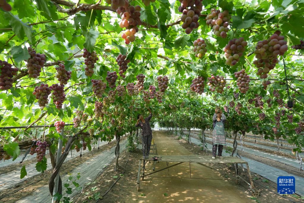 秋の味覚?燕山のブドウが収穫シーズンに　河北省蘆竜