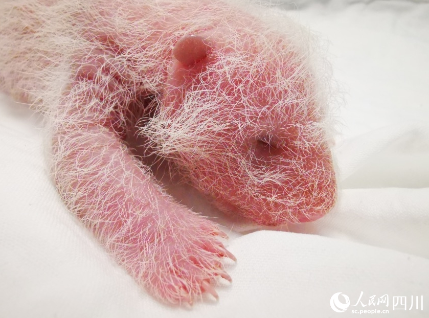 體重270.4グラム！世界で最も重いパンダの赤ちゃん誕生