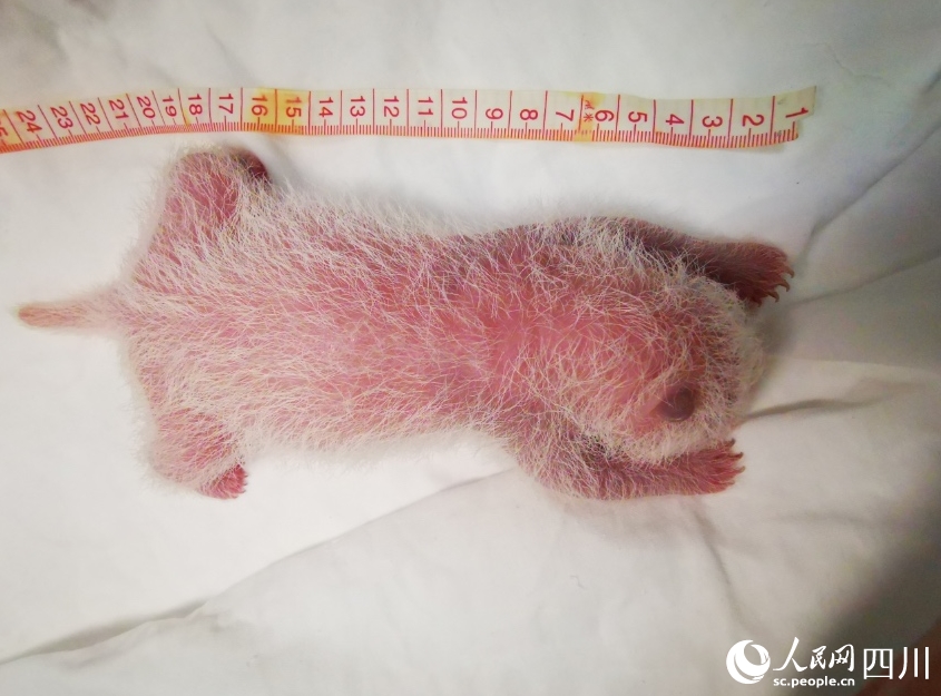 體重270.4グラム！世界で最も重いパンダの赤ちゃん誕生