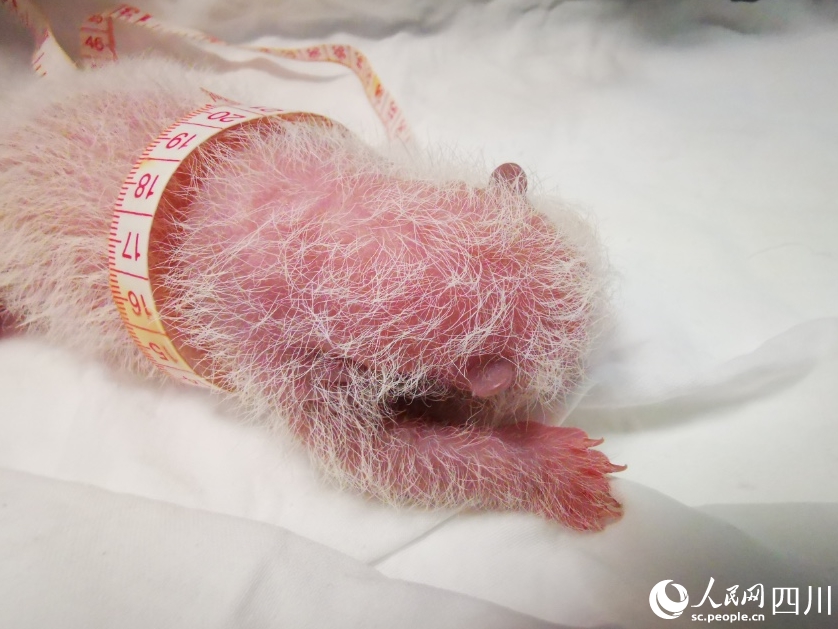 體重270.4グラム！世界で最も重いパンダの赤ちゃん誕生