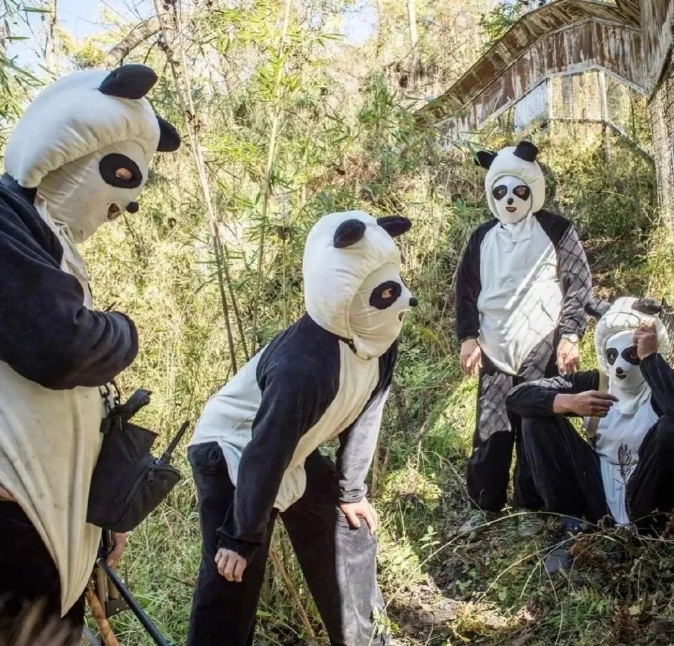 子パンダは怖がってないの？野性化のためのパンダ著ぐるみ寫(xiě)真が話(huà)題
