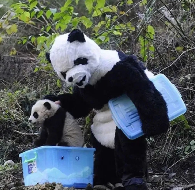 子パンダは怖がってないの？野性化のためのパンダ著ぐるみ寫真が話題