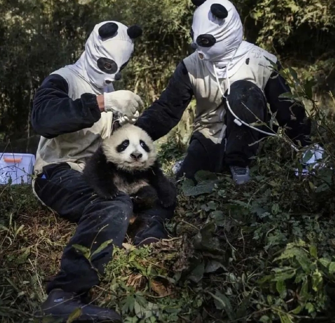 子パンダは怖がってないの？野性化のためのパンダ著ぐるみ寫真が話題