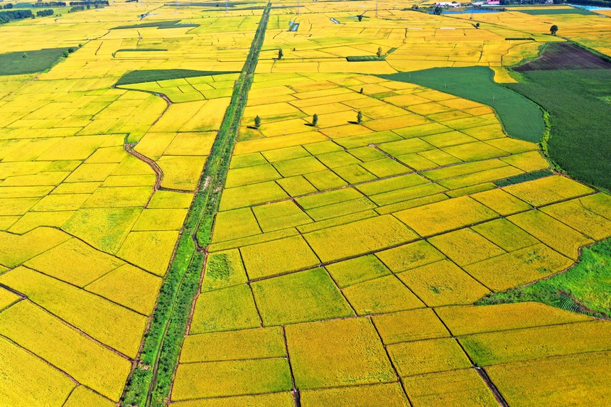 黒竜江省綏化市に広がる広大な稲田（撮影?劉憲武）。