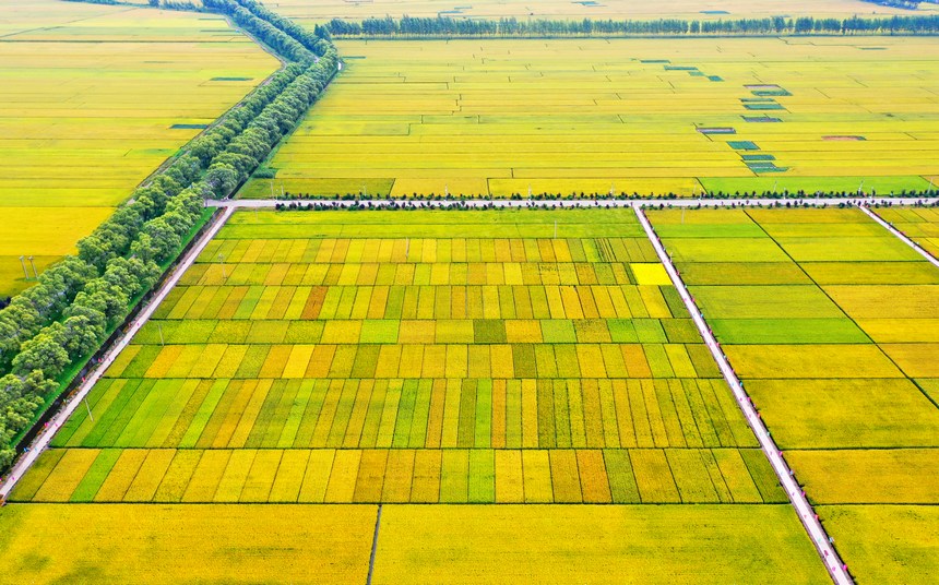 稲の花の芳香が告げる豊作　黒竜江省綏化