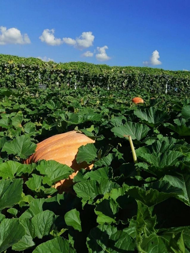 2022年の巨大カボチャ畑。撮影?孟海鷹