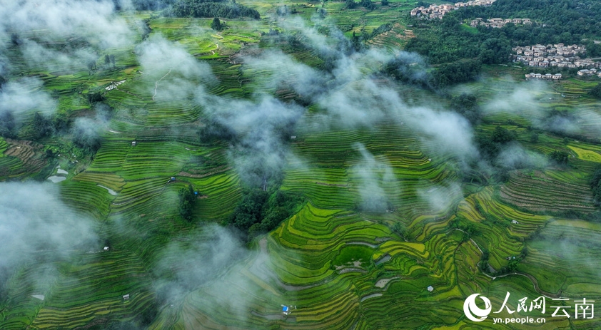 山肌にはめこまれた「翡翠」のような紅河ハニ棚田群　雲(yún)南省