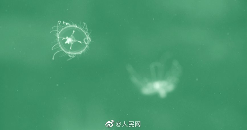 「水中のパンダ」マミズクラゲの生息確認(rèn)　河南省永城