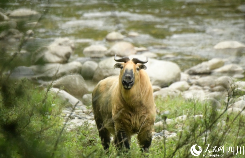 群れで山を下りる四川ターキン　四川省ジャイアントパンダ國家公園