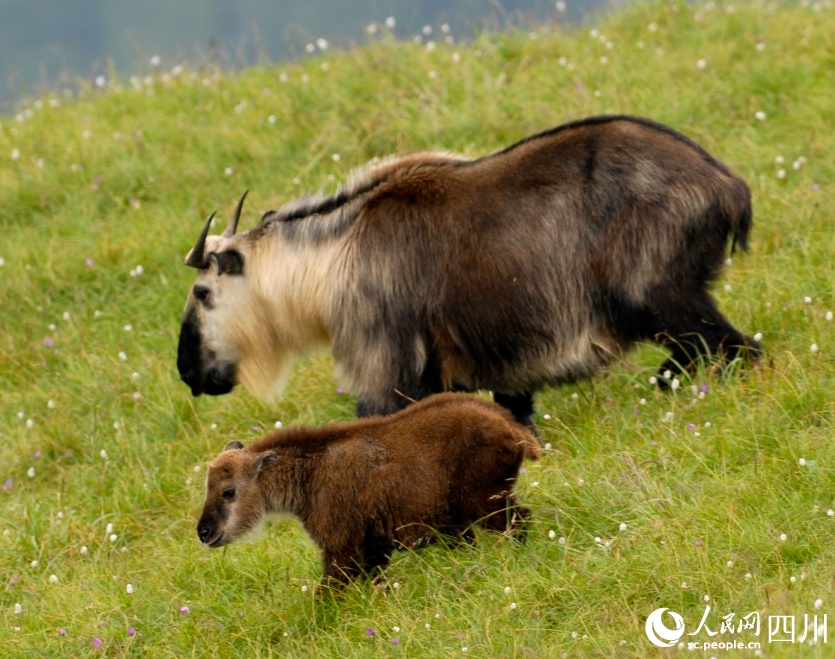 群れで山を下りる四川ターキン　四川省ジャイアントパンダ國(guó)家公園