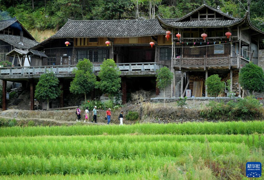 伝統(tǒng)住居「吊腳樓」と初秋の水田　湖北省