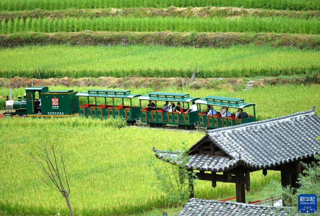 伝統(tǒng)住居「吊腳樓」と初秋の水田　湖北省