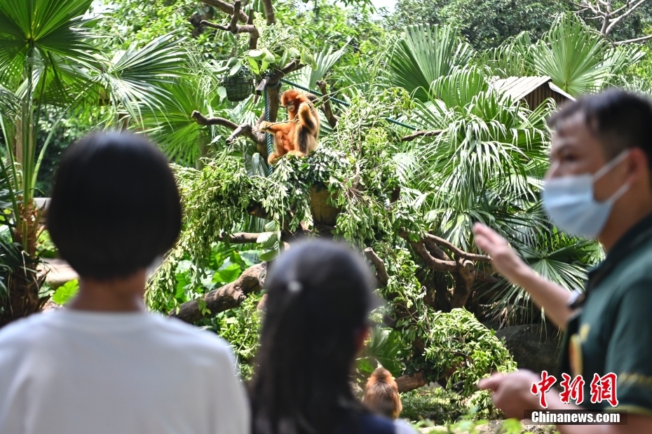 8月31日、広東省広州市の長隆野生動物世界で、キンシコウの習性について小學生に説明する飼育員（撮影?陳驥旻）。