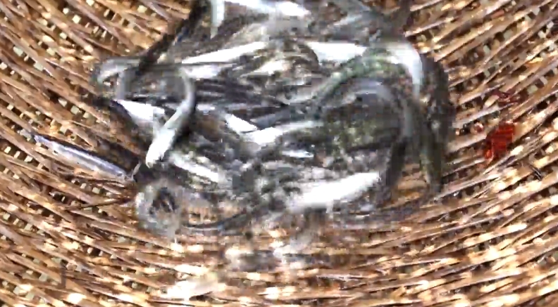 水車を使った「捕魚車漁」、「抗浪魚」の習(xí)性利用　雲(yún)南省撫仙湖