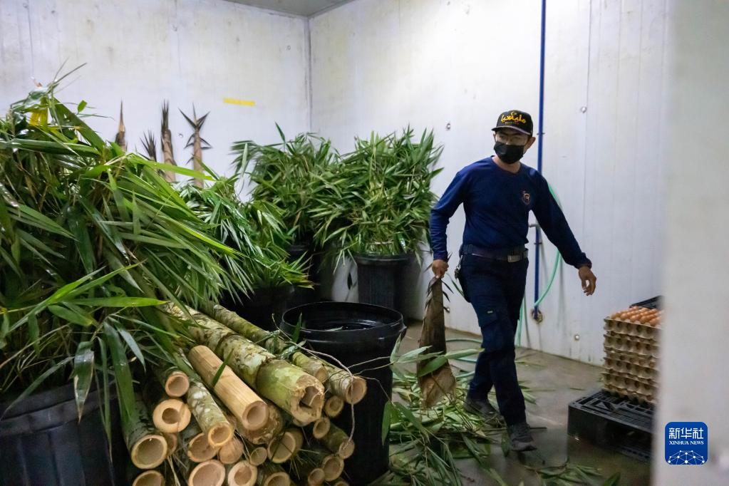 パンダにとっての「イクメンパパ」？愛情注ぎ8年　マレーシア